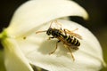 A single wasp perched on a white yucca flower