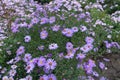 Single wasp pollinating violet flowers of New York aster