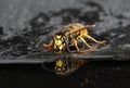 A single wasp with reflection in water