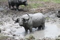 A water buffalo standing in a muddy watering hole