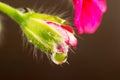 Single water drop on flower