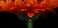 Single Water drop Gerbera Daisy with black background Royalty Free Stock Photo