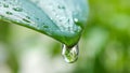 Single water droplet falling from tip of green leaf on a rainy day. Raindrop macro. Royalty Free Stock Photo