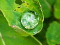 Single water droplet is perched atop a waxy green leaf, surrounded by lush foliage