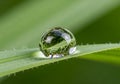 A single water droplet rests on a vibrant green blade of grass, magnifying and distorting the Royalty Free Stock Photo