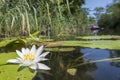 Single water lily with a green leaf floating on dark water Royalty Free Stock Photo