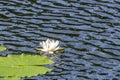 Single water lily with a green leaf floating on dark water Royalty Free Stock Photo