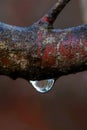 A single water raindrop on a tree branch containing a droplet reflection