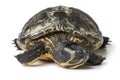 Single water turtle Royalty Free Stock Photo