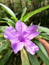 Single waterkanon flower closeup