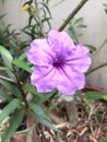 Single waterkanon flower