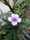 Single waterkanon flower