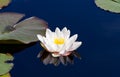 Single waterlily reflecting in water