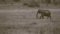 Single Wet African Elephant Walking Royalty Free Stock Photo