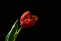 Single wet red to orange tulip flower with green leaves visible on black background Royalty Free Stock Photo