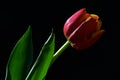 Single wet red to orange tulip flower with green leaves visible on black background Royalty Free Stock Photo