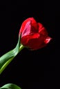 Single wet red tulip flower with green leaves visible on black background Royalty Free Stock Photo