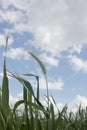 Single wheat head standing under the sky