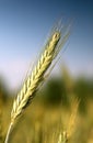 Single wheat isolated on a blurred background