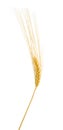 A single wheat