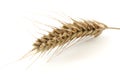 Single wheat spike Royalty Free Stock Photo