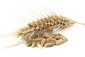 Single wheat spike Royalty Free Stock Photo