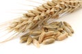 Single wheat spike Royalty Free Stock Photo