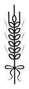 Single wheat spikelet with a bow Royalty Free Stock Photo