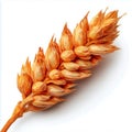 A single wheat spikelet on a plain white surface studio Royalty Free Stock Photo