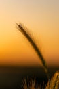 Single wheat stalk in the fields during the golden hour of sunset on a warm summeer evening. Royalty Free Stock Photo