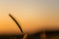 Single wheat stalk in the fields during the golden hour of sunset on a warm summeer evening. Royalty Free Stock Photo