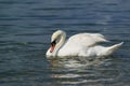 Single White Adult Mute Swan Lat. Cygnus Olor Is A Bird Of The Duck Family - Curved Neck