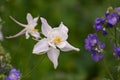 Single beautiful white Aquilegia flower