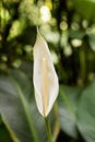 Single white Arum calla lily against a soft natural green background