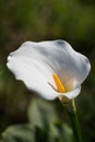 Single white Arum Lily Zantedeschia close up