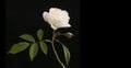 Single white beautiful blooming rose accompanied bij small rosebud isolated against dark black background Royalty Free Stock Photo