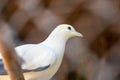 single white bird in cage. Focus on bir Royalty Free Stock Photo