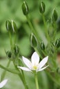 Single white bloodroot bloom among buds II