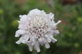 Single white bloom of a Scabiosa plant