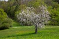 Single white blooming apple tree Royalty Free Stock Photo