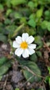 A single white blooming white daisy Royalty Free Stock Photo