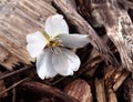 Single White Blossom Royalty Free Stock Photo