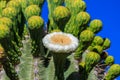 Single white blossom on saguaro cactus with rows of unopened buds behind. Blue sky in background Royalty Free Stock Photo