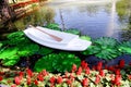 Single white boat and wood paddle moored in water pond with green leaf lotus and red salvia flowers at park background