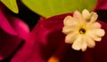 Single White Bougainvillea Bloom On Right Hand Side of Imag Royalty Free Stock Photo