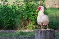 Single white call duck looking at camera. Semi-profile. Royalty Free Stock Photo