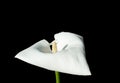 Single white calla flower Royalty Free Stock Photo