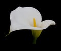 Single White Calla Lilly on a jet black background Royalty Free Stock Photo