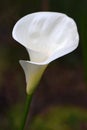 White Calla Arum Lily on Dark