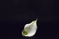 White calla lily on black grunge background Royalty Free Stock Photo